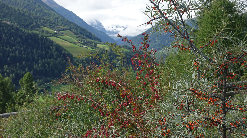 2017-09-11_110216 trentino-suedtirol-2017.jpg - Wanderung ber Frauwaal und Agumser Bergwaal nach Stilfserbrcke